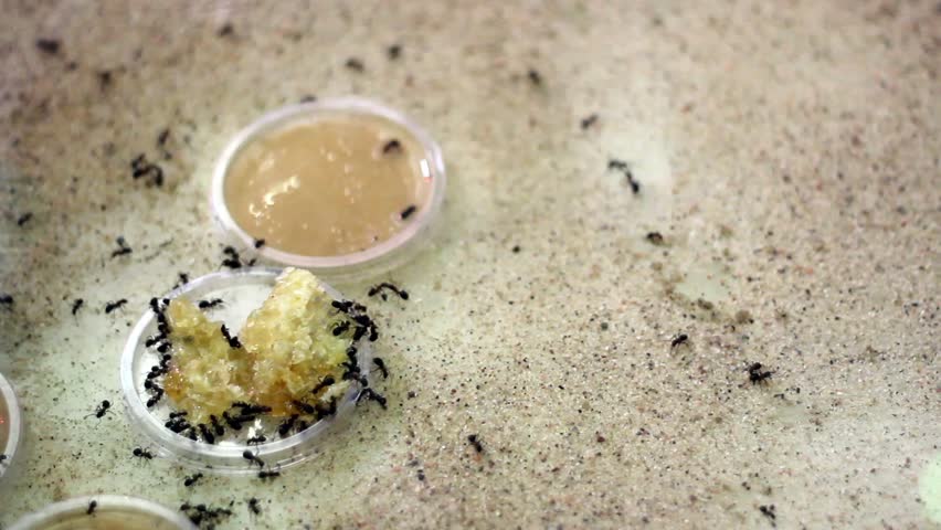 Honey contains a lot of energy. Ants teamwork and eating honey on sand. Ants like honey.