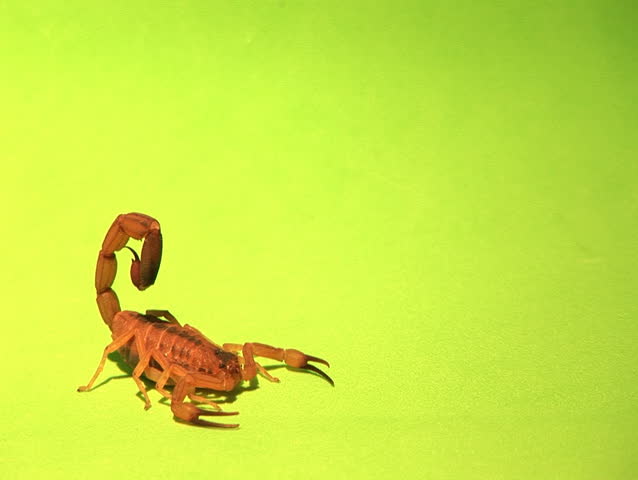 Sorpion Wipes Mouth with his Claws
