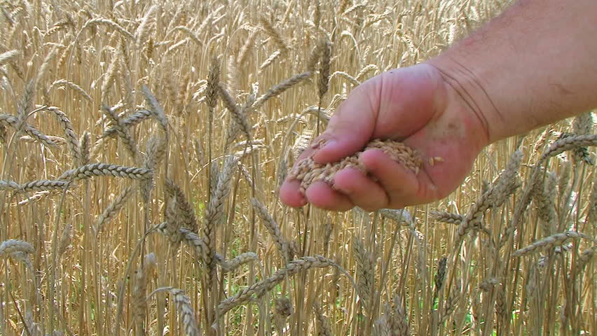 Hand sifting wheat crop in front of large wheat field. 