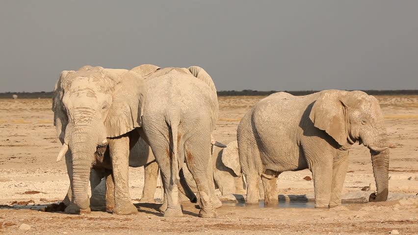 Large African bull elephants (Loxodonta africana) at a waterhole, Etosha National Park, Namibia