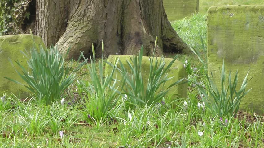 Old Gravestone in a Churchyard - St Lawrence Church, Gnosall, Staffordshire. England
