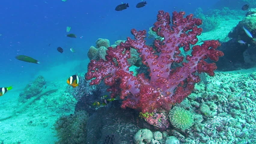Clarke's anemonefish, Amphiprion clarkii and Tree coral, Dendronephthya species, Papua New Guinea, Milne Bay  