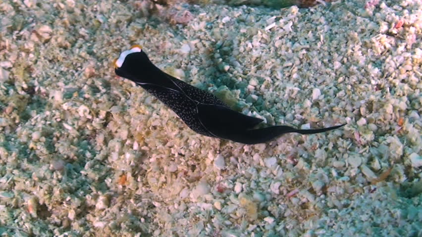 Headshield slug, Chelidonura inornata, Papua New Guinea, Milne Bay 