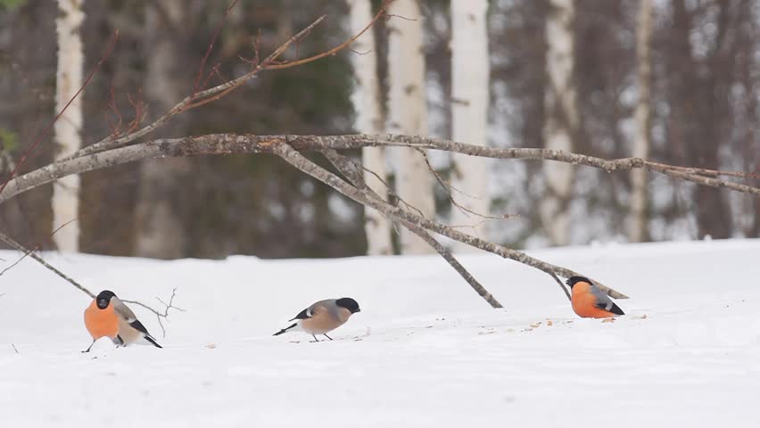 bullfinch