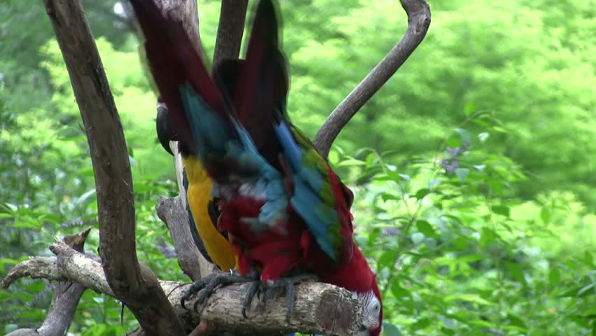 Video of two Parrots on a tree branch outside. Bright colors. Don Despain of Rekindle Photo
