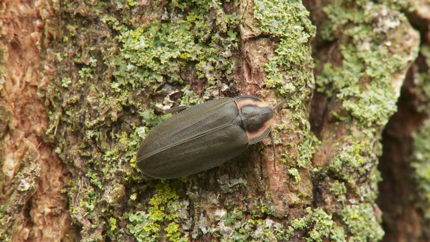 A Winter Firefly (Ellychnia corrusca) perches on a lichen covered tree trunk in spring.