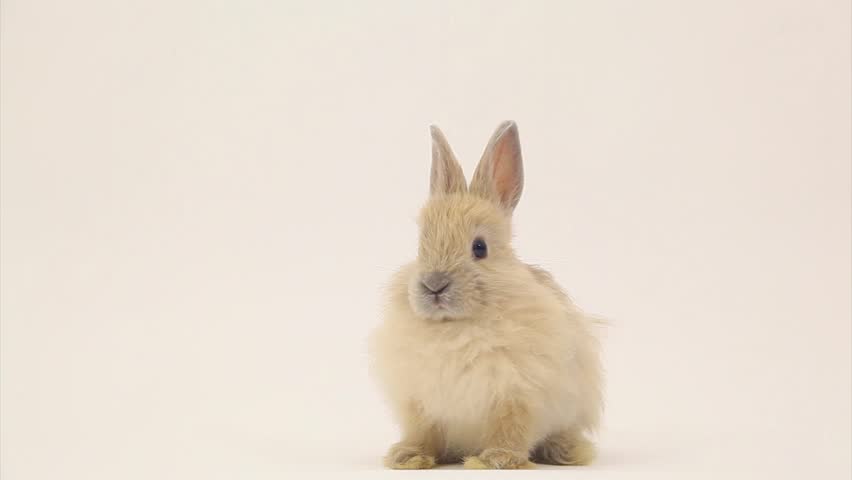 Adorable rabbit