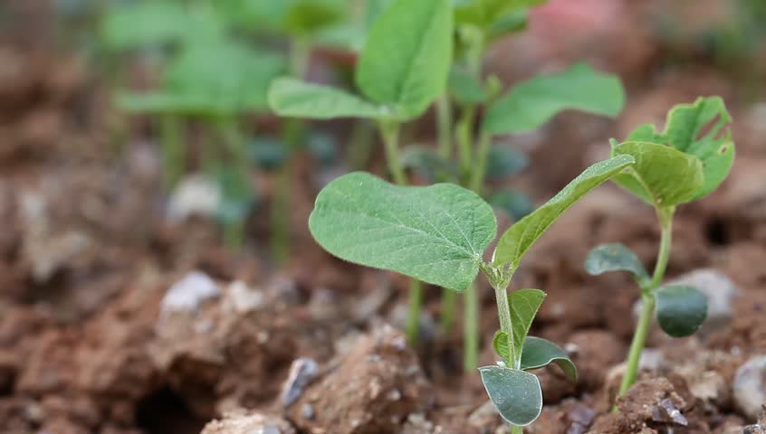 Soybean sapling in spring