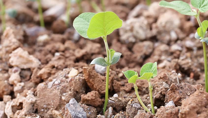 Soybean sapling in spring