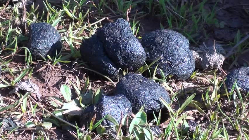 goat faecal pellets, zoom out