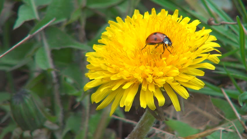 Ladybug Walking on Dandelion Flower and Falling Down, Macro, Field, Meadow, Lawn
