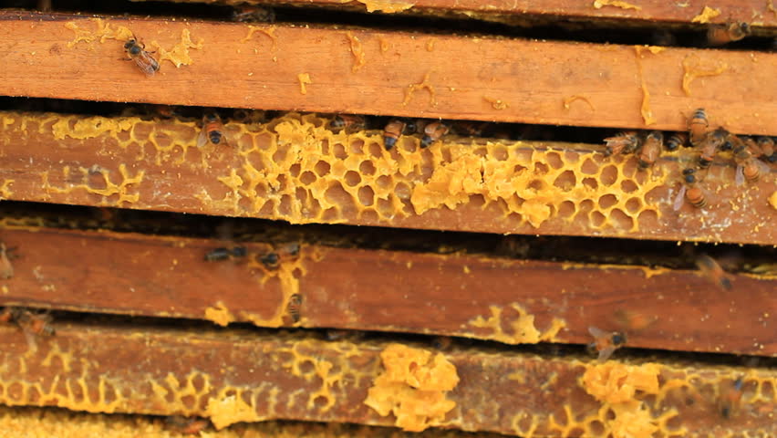 Working the bees on honeycomb at farm