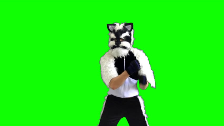 cat toy doll on a green background
