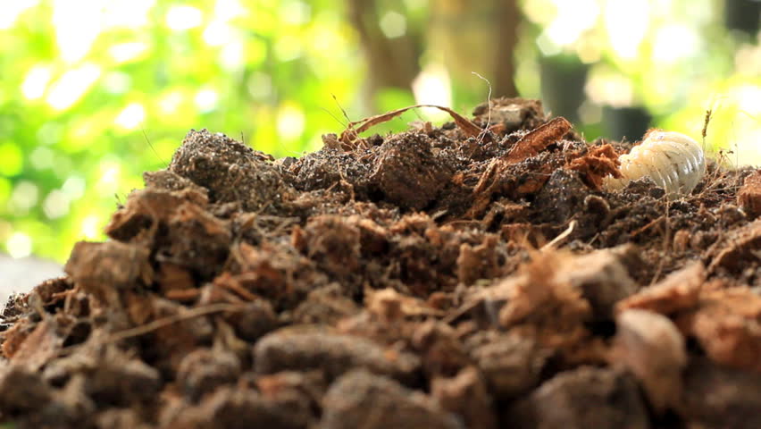 Grubs in the soil.