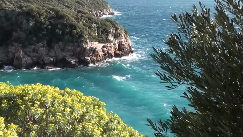 Stormy sea panorama, olive tree and euphorbia in the foreground, zoom in