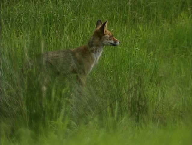 Red Fox in open open area at forest edge and runs off. Foxes are mainly active at night.