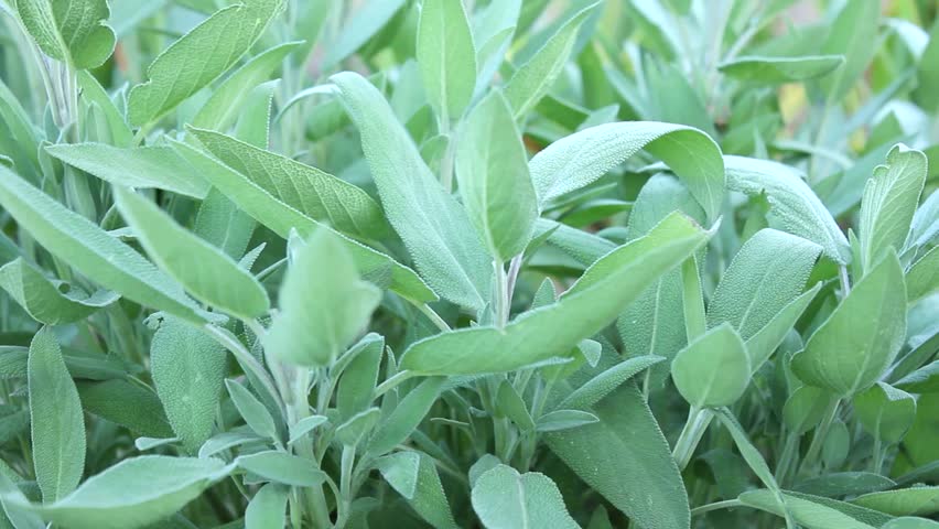 herbs harvest/herbs/harvest