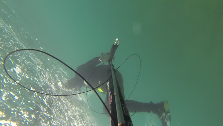 NORTHERN ISRAEL â MARCH 31: Spear fisherman spearfishing underwater, while searching for big and fat fish and octopus, March 31, 2013