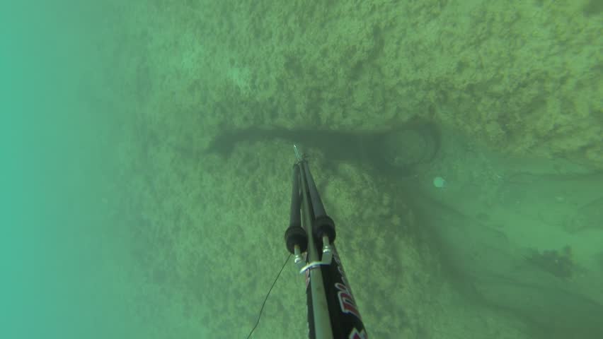 NORTHERN ISRAEL â MARCH 31: Spear fisherman spearfishing underwater, while searching for big and fat fish and octopus, March 31, 2013