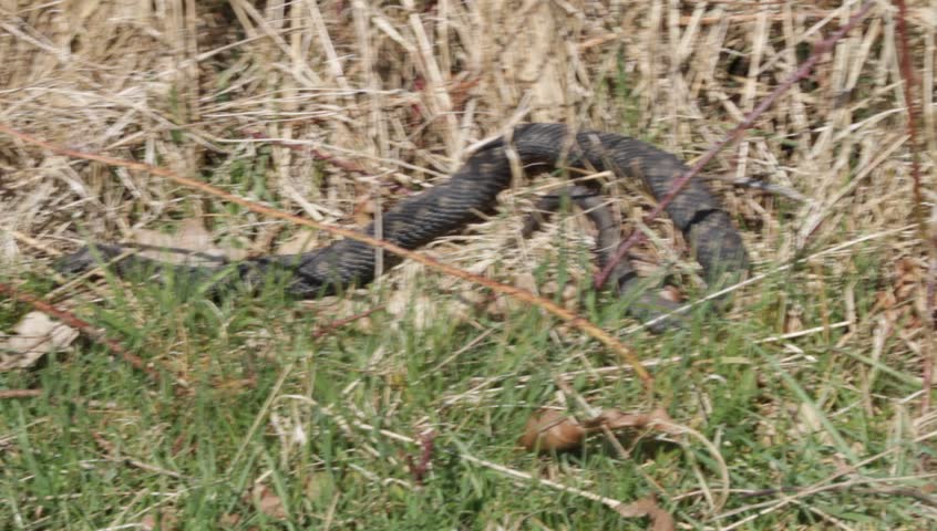 Header of Adder