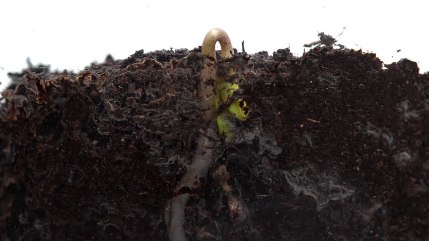 Germinating plant. Time-Lapse. White background.