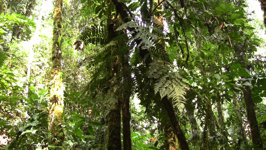 Interior of Amazon rainforest above a swampy pool