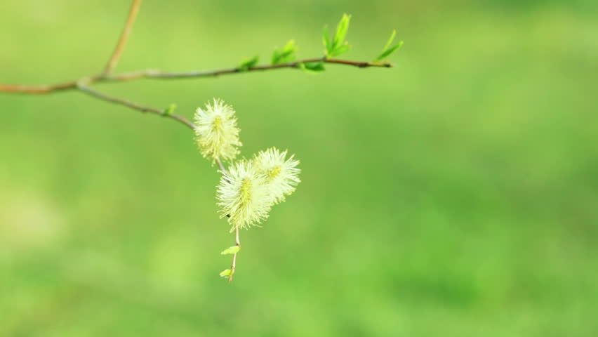 Blooming willow against the bright green grass