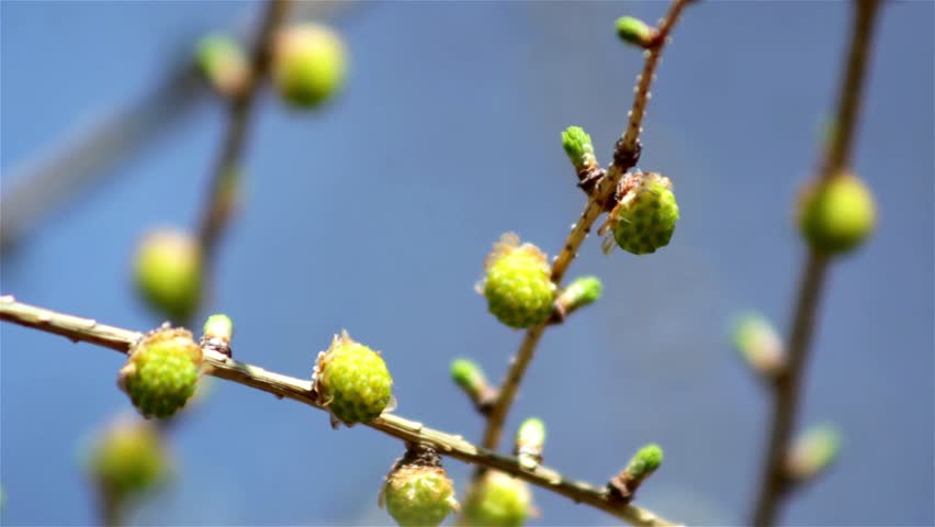 Beautiful spring twig with buds 