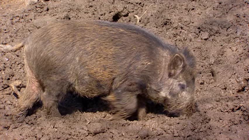 European wild boar (sus scrofa)  in mud. Wild boar are omnivorous scavengers, eating almost anything they come across.