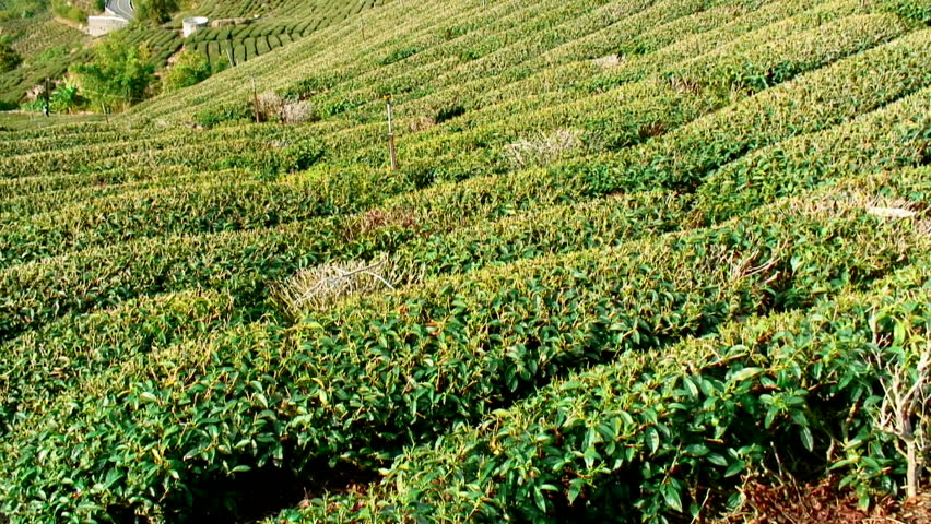 Asian tea plantation (tilt) 