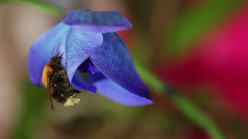 Bumblebee 