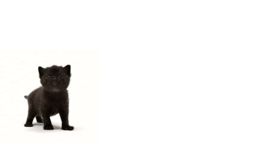 Black kitten meows - two shots; wide and close