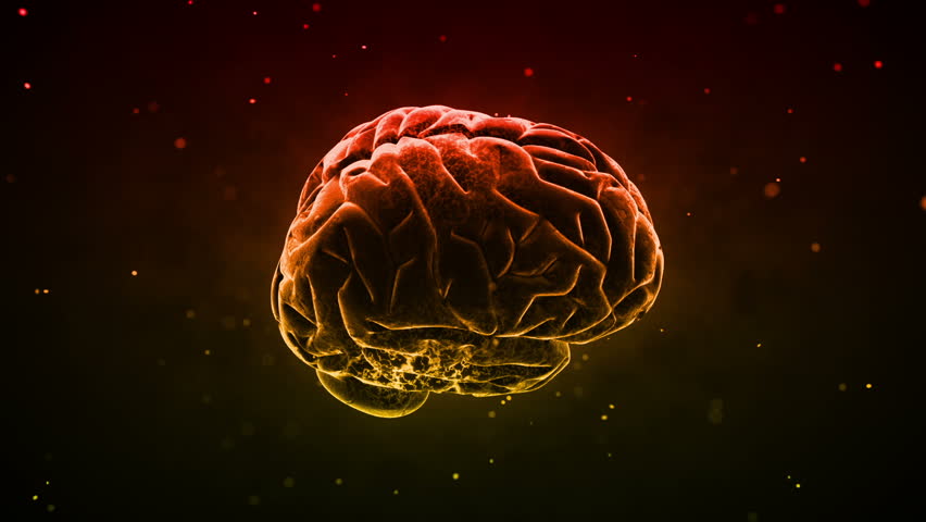 Brain images.