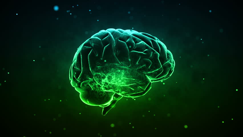 Brain images.