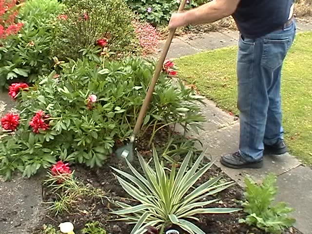 Old man raking soil and compacting it, removing debris