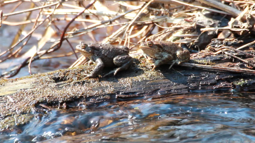 Couple Of mating Toads  in spring season