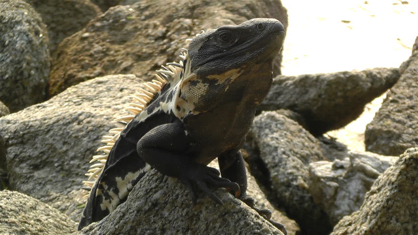 Iguana in the Beach of South Mexico in Oaxaca Central America