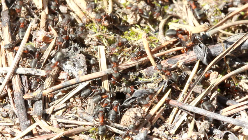 European red wood ant (Formica rufa)
