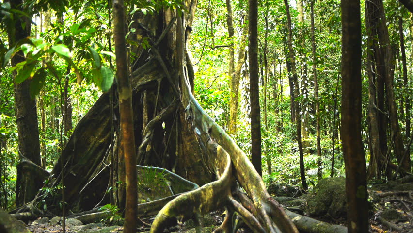 a dolly shot of the buttress roots of a giant tree in the daintree rainforest