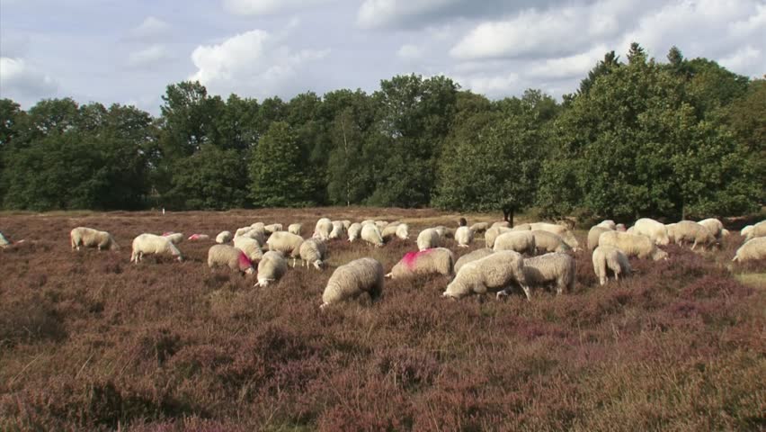 Flock of sheep grazing heath. For centuries sheep have grazed the heath in the Netherlands. The sheep were raised for their meat and wool but, primarily, for their manure.