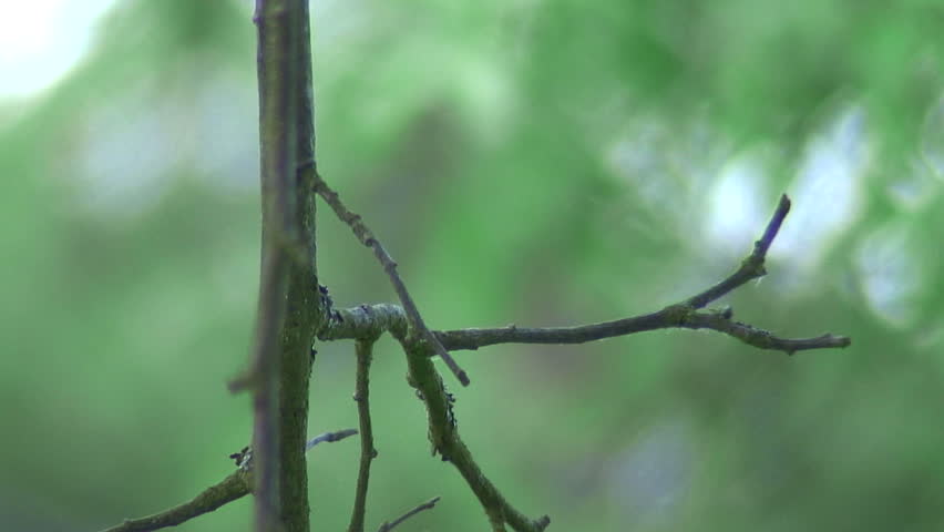 HD 1080i - Bluetit (Parus caeruleus)    on a branch with a worm in its beak. With sound