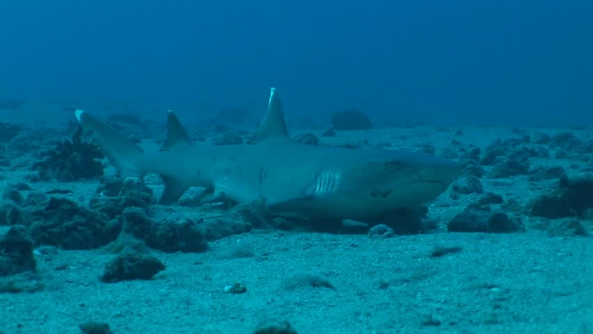 White tip reef shark ( traenodon obesus ) rests at sea bottom in Maui, Hawaii