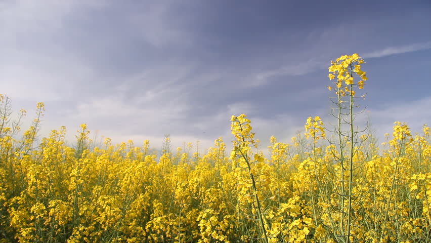 Beautifully yellow oilseed rape flowers in the field