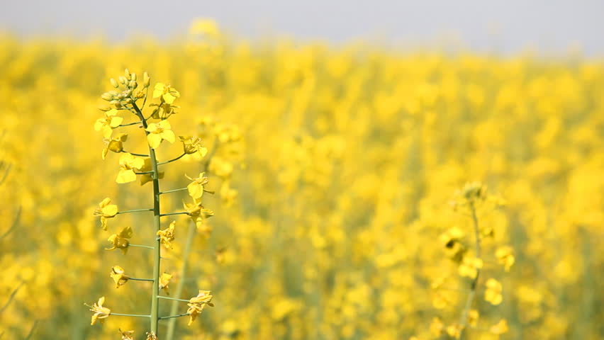 Beautifully yellow oilseed rape flowers in the field