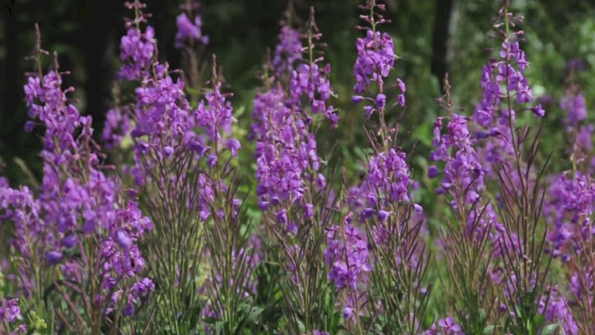 Fireweed, so called because of its ability to re-colonize following fire or other destruction. Perennial herbaceous plant (Chamerion angustifolium) Denali National Park, Alaska.