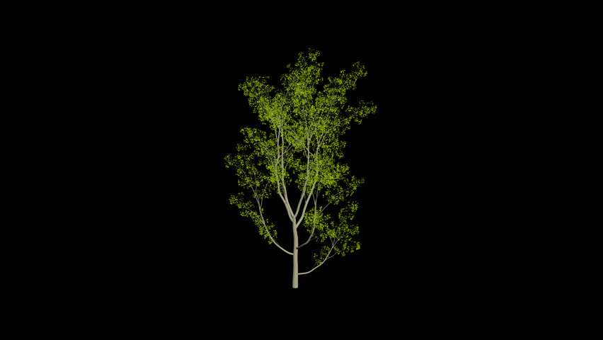 Animation Tree, Leaves Rustling In The Wind, With An Alpha Channel