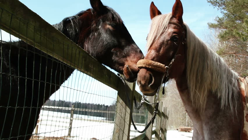 Horses on a ranch - stallion and mare sniffed through the fence