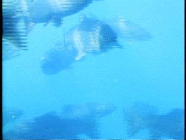 Trout swimming in lake, close up of trout, Queenstown, New Zealand