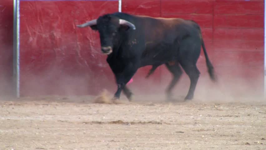 Spain bullfight, powerful black bull