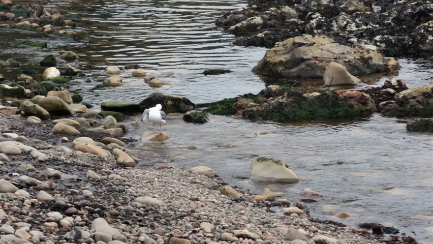 Seagull grooming bathing in ocean tidal pools. Wildlife on rock in Pacific ocean tidal pool grooming and washing feathers. Rocky beach on northern California coast. 